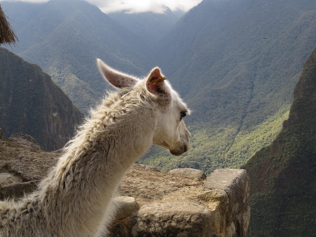 découvrez comment bien préparer votre trek au machu picchu : conseils essentiels, équipement recommandé et astuces pour une aventure réussie au cœur des andes.