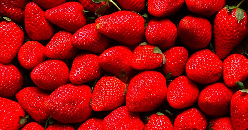 Recette confiture de prunes rouges : le secret d'une texture parfaite