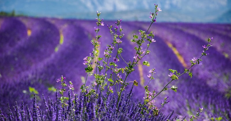 Blog d'actualités et d'informations sur la Provence : suivre la région au rythme des saisons