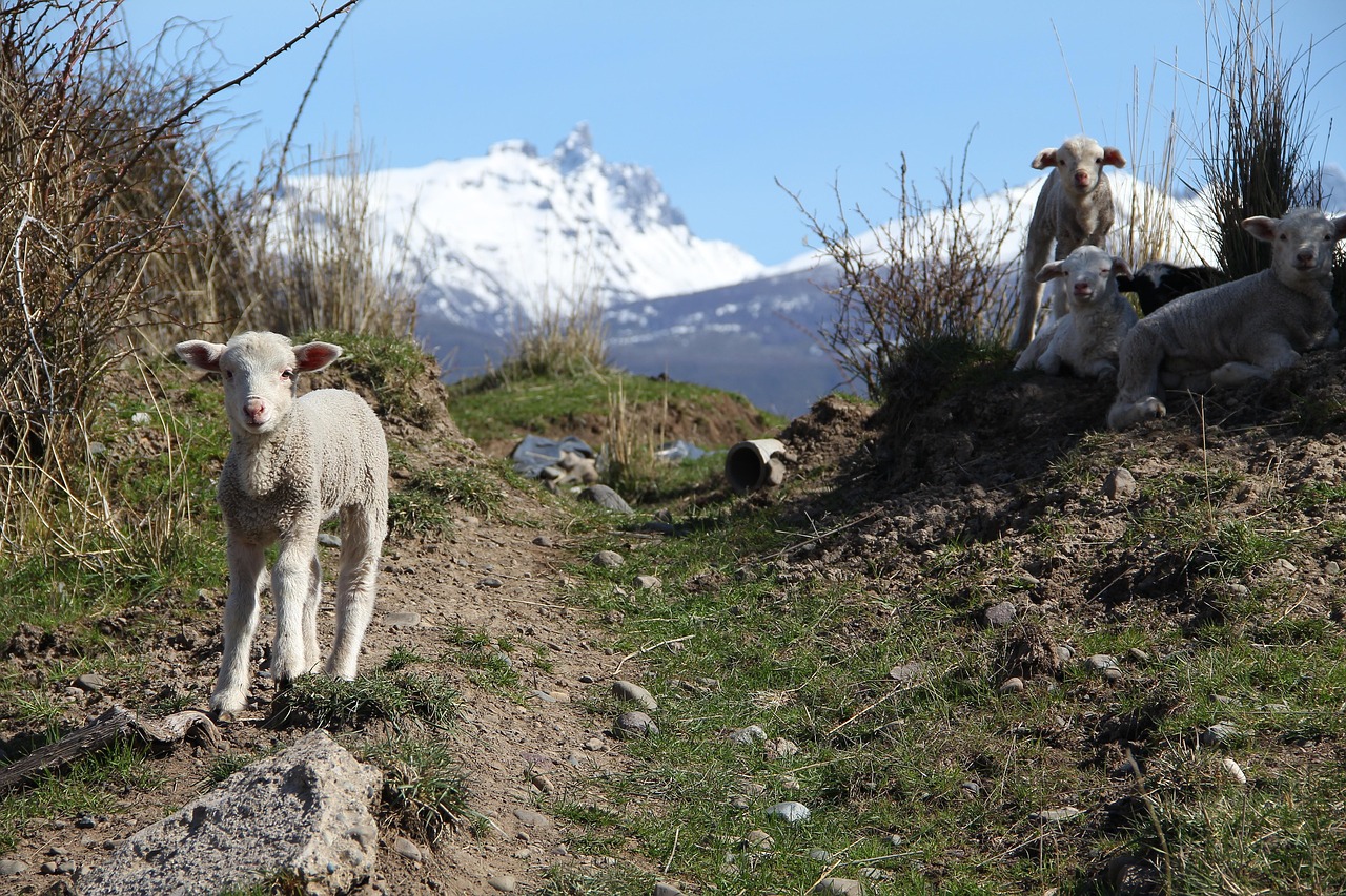 découvrez l'univers de patagonia, la marque emblématique dédiée à la protection de l'environnement et à l'outdoor. explorez nos vêtements et équipements durables, conçus pour les aventuriers soucieux de la planète. rejoignez le mouvement pour un avenir plus responsable.