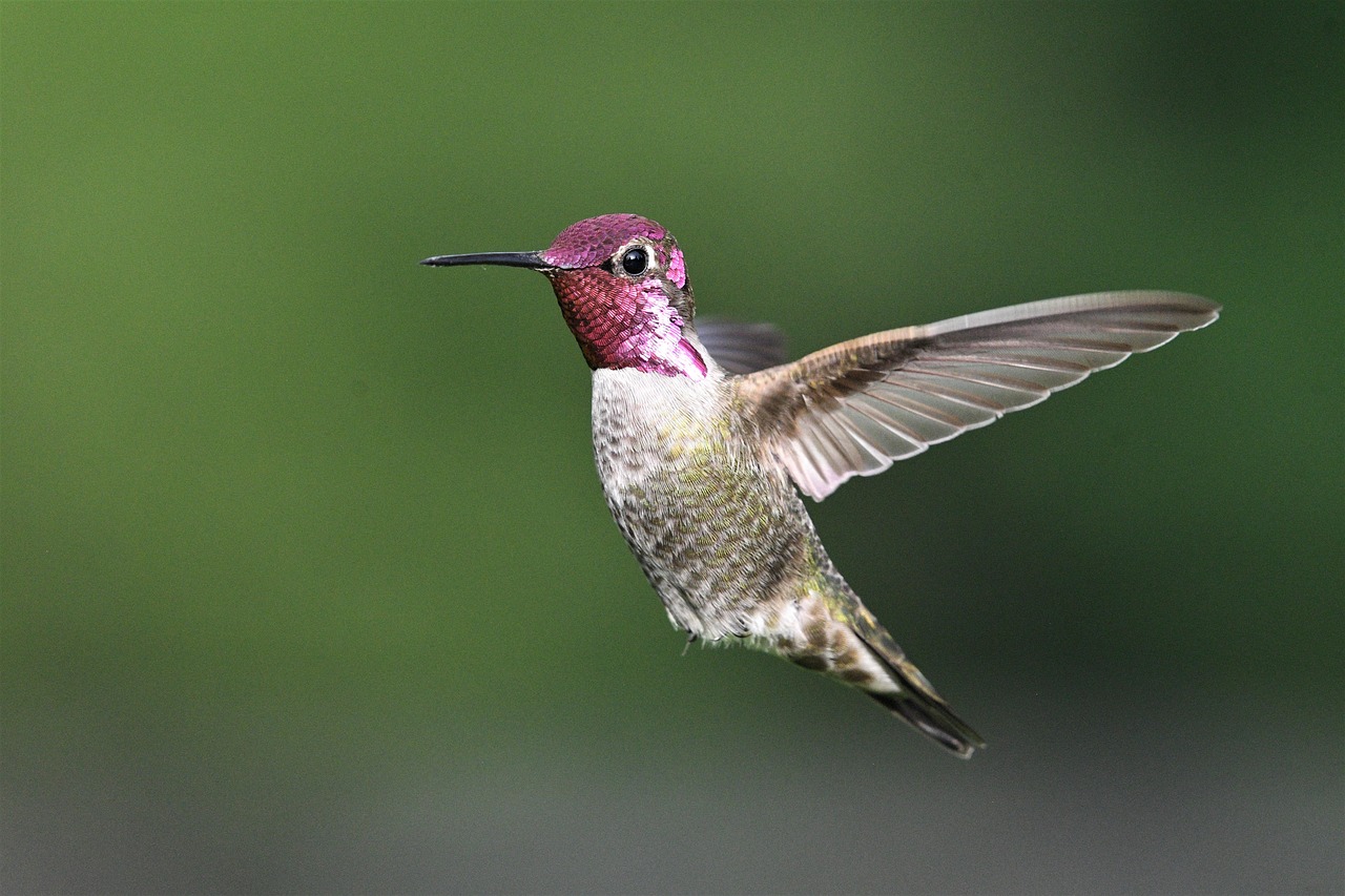 découvrez l'art captivant de la photographie animalière, où chaque image raconte une histoire et capture la beauté et la diversité de la faune sauvage à travers le monde. plongez dans l'univers fascinant de la nature et apprenez les techniques pour immortaliser ces instants uniques.