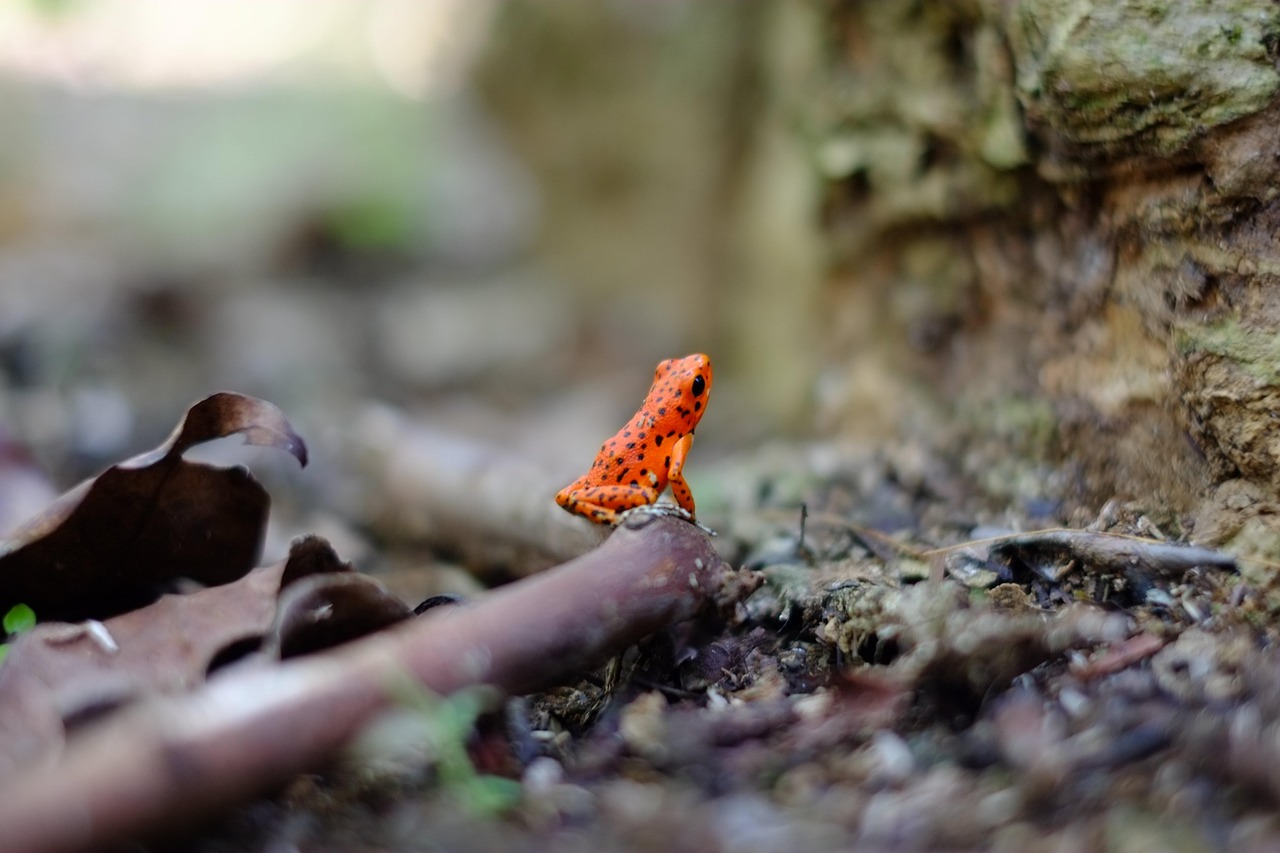 découvrez l'art de la photographie animalière : capturez la beauté sauvage de la nature, apprenez des techniques professionnelles et explorez des conseils pour immortaliser la faune dans son habitat naturel.