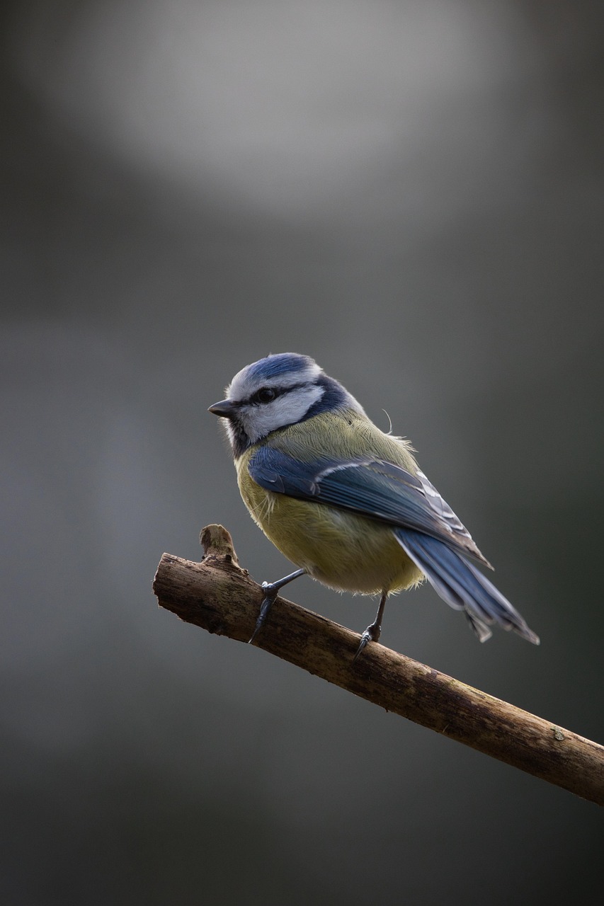 explorez la beauté et la diversité de la faune à travers la photographie animalière. découvrez des images captivantes qui immortaliseront la vie sauvage dans son état naturel, révélant des moments uniques et émouvants.